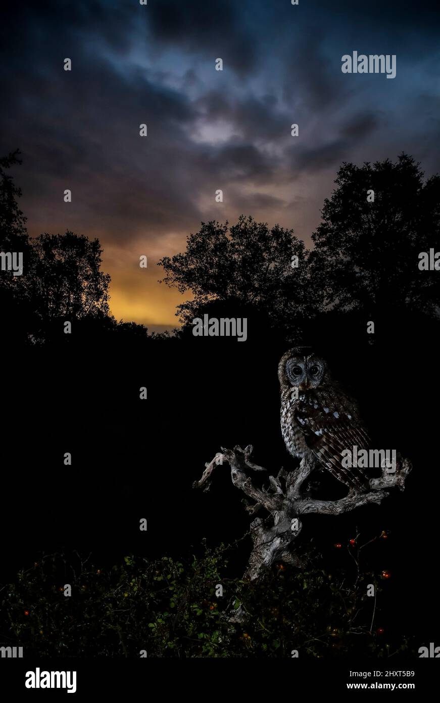 Tawny Owl (Strix aluco) at night, Salamanca, Castilla y Leon, Spain Stock Photo
