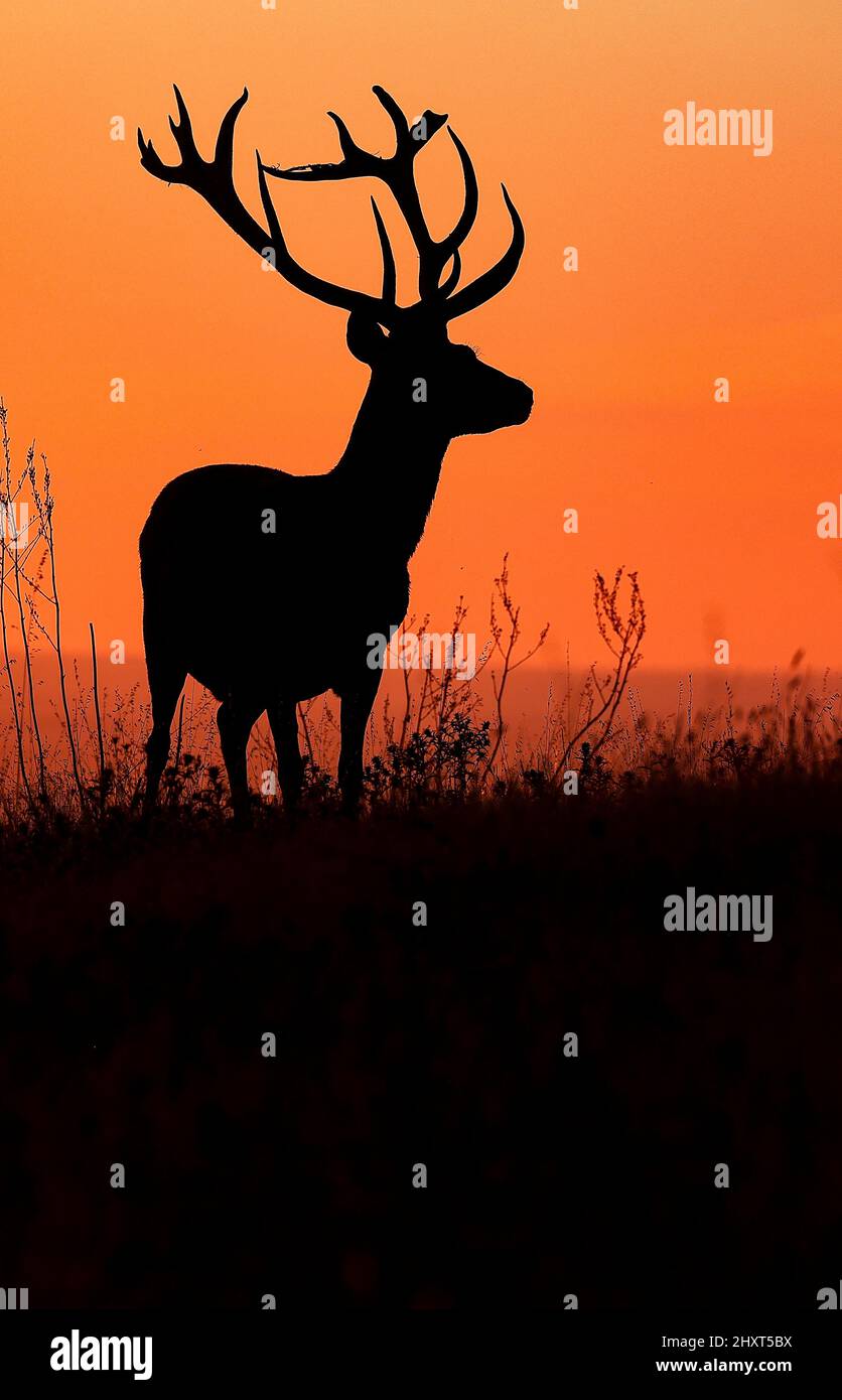 Red deer (Cervus elaphus) at sunset, Danube Delta, Romania Stock Photo