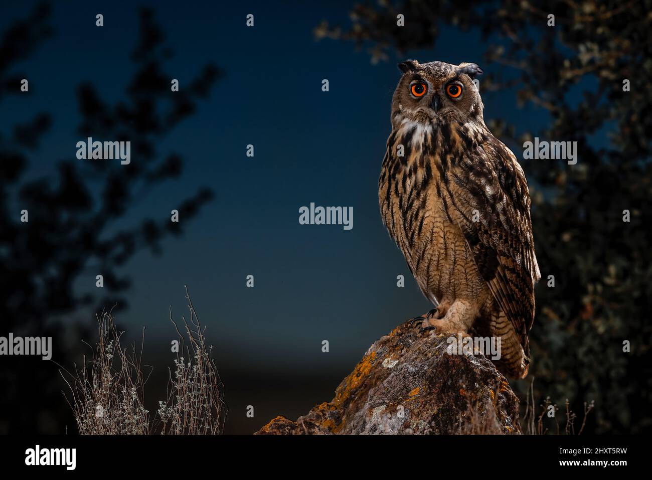 Portrait of an Eurasian eagle-owl (Bubo bubo) at night, Salamanca, Castilla y Leon, Spain Stock Photo