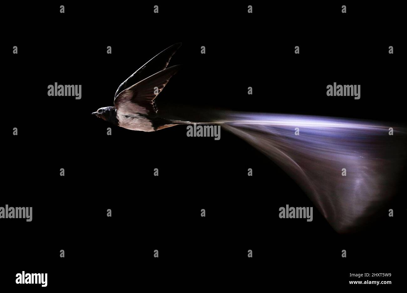 Barn Swallow (Hirundo rustica) Adult captured during flight, Salamanca, Castilla y Leon, España Stock Photo