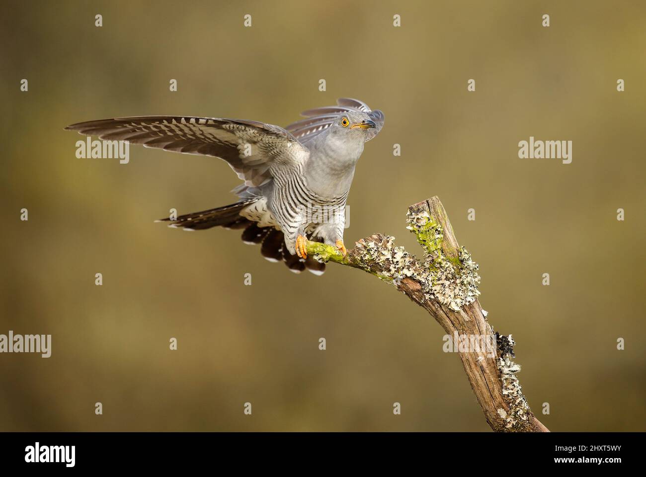 Common cuckoo (Cuculus canorus), Salamanca, Castilla y Leon, Spain Stock Photo
