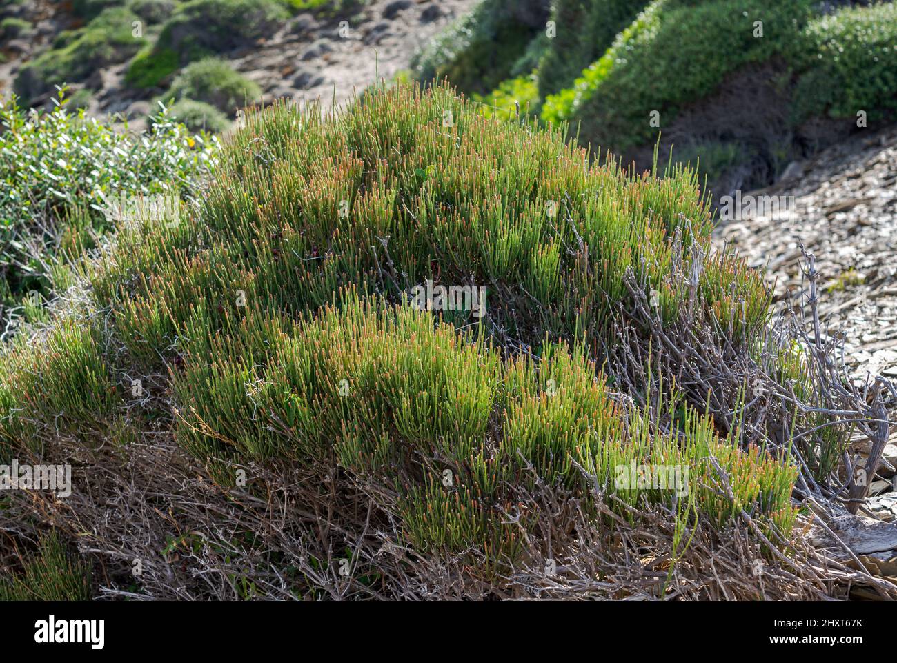 Joint Pine, Ephedra fragilis. Photo taken in the municipality of Mahon, Menorca, Spain Stock Photo