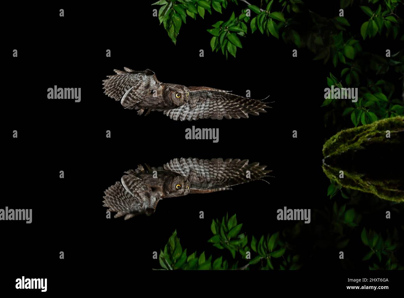 Eurasian Scops Owl (Otus scops) in flight at night, Salamanca, Castilla y Leon, Spain Stock Photo
