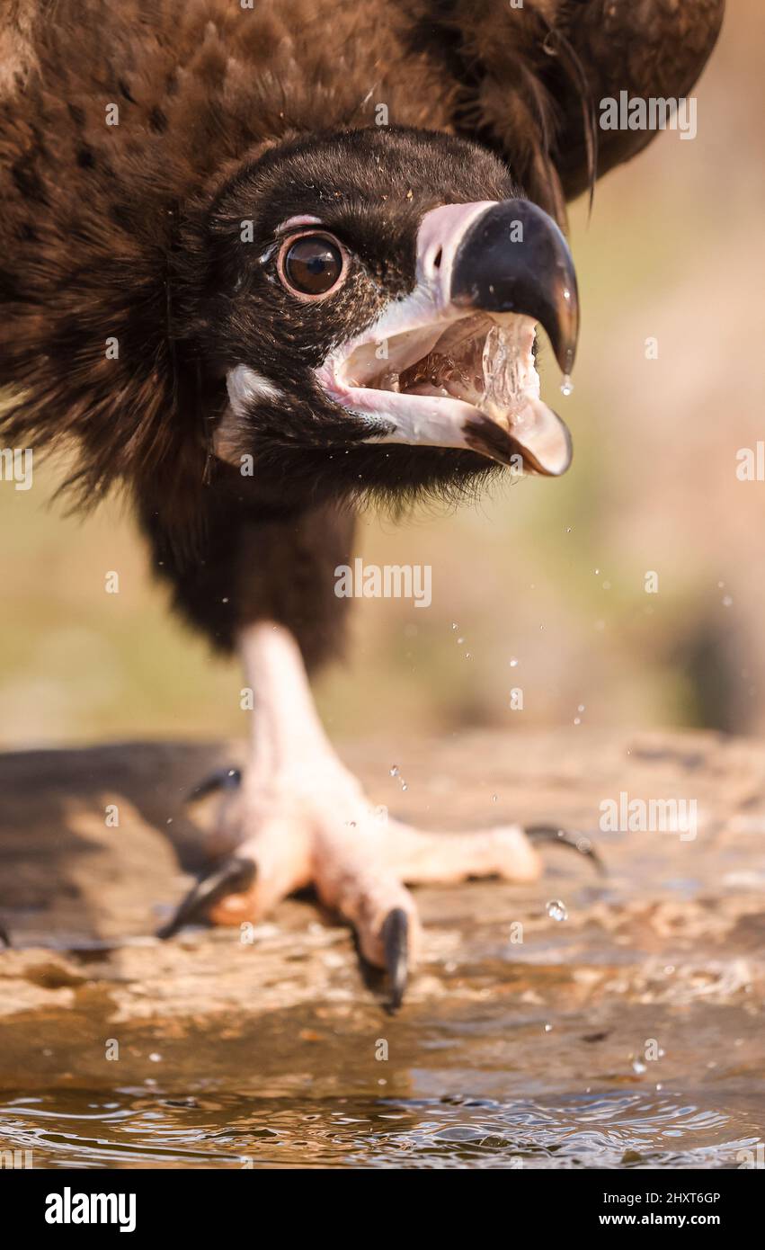 Cinereous Vulture (Aegypius monachus), Salamanca, Castilla y Leon, Spain Stock Photo