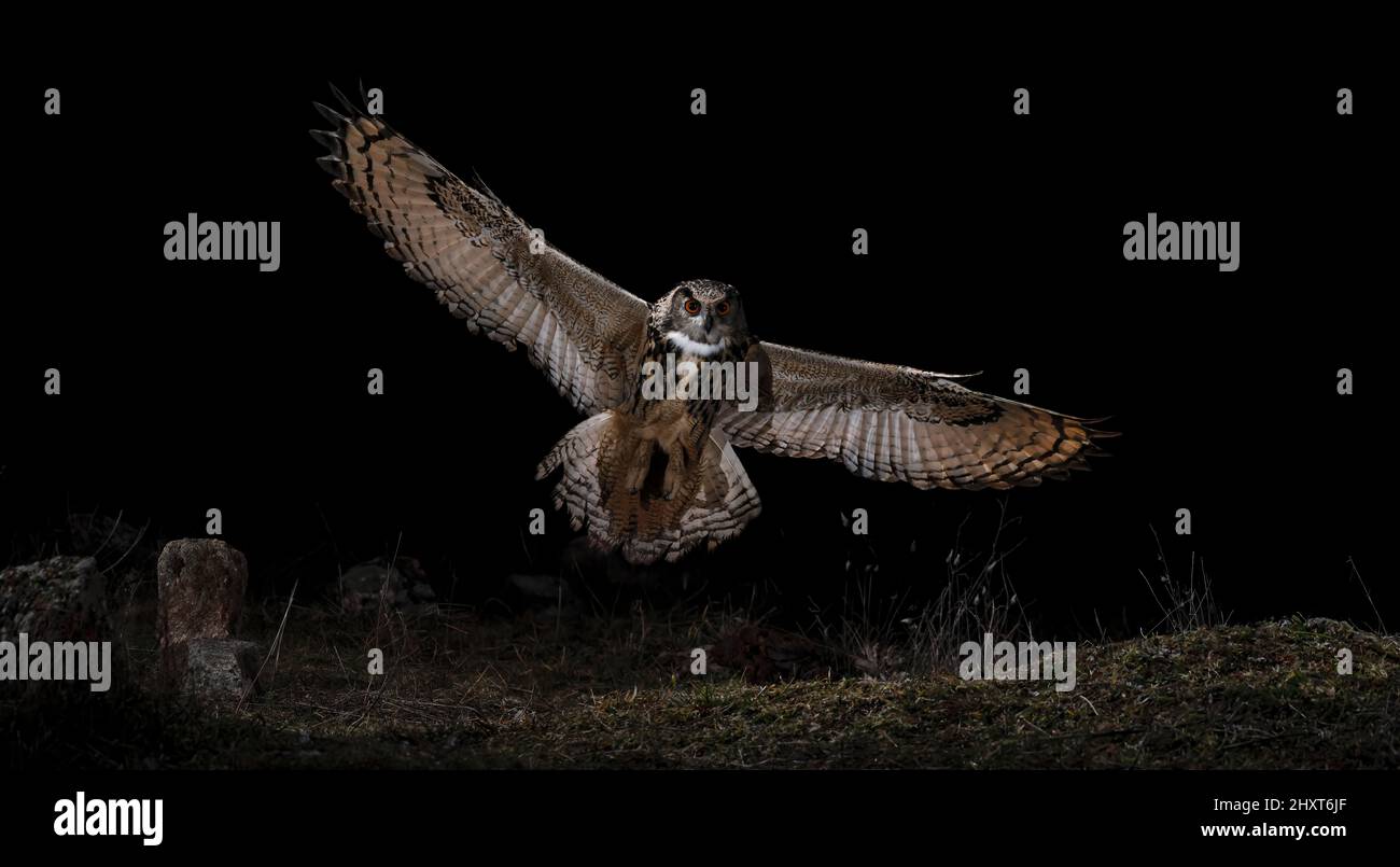 Portrait of an Eurasian eagle-owl (Bubo bubo) in flight at night, Salamanca, Castilla y Leon, Spain Stock Photo