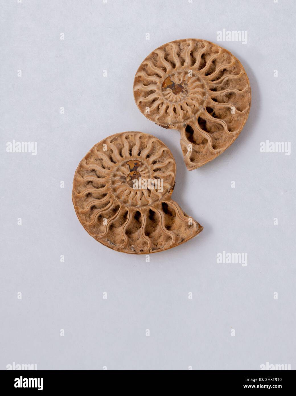 Vertical closeup of matched pair of Ammonite Fossils on white background. Stock Photo