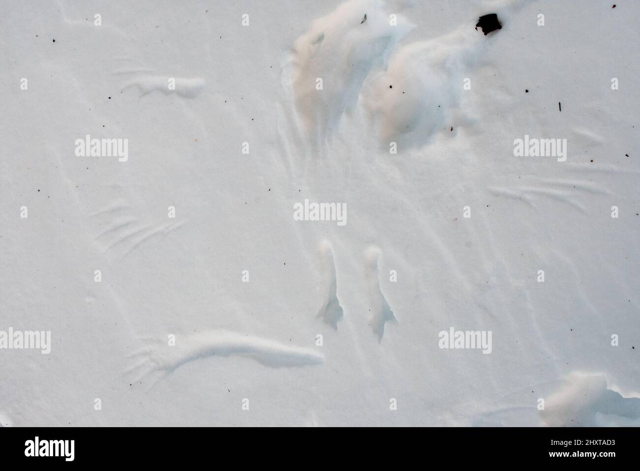 Wing and footprints of a bird of prey in the snow Stock Photo