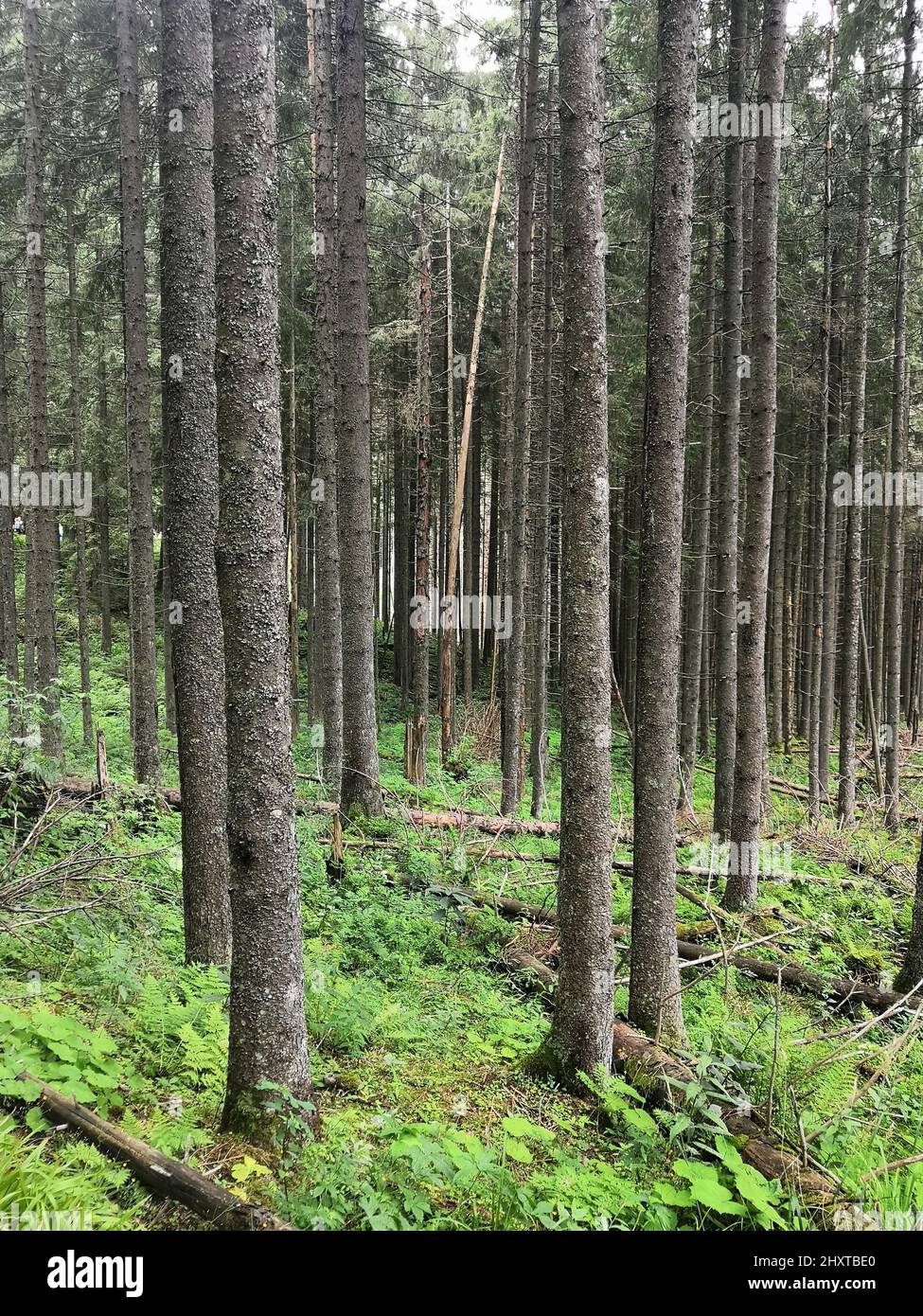 Vertical photo of tall pine tree forest with withered branches in