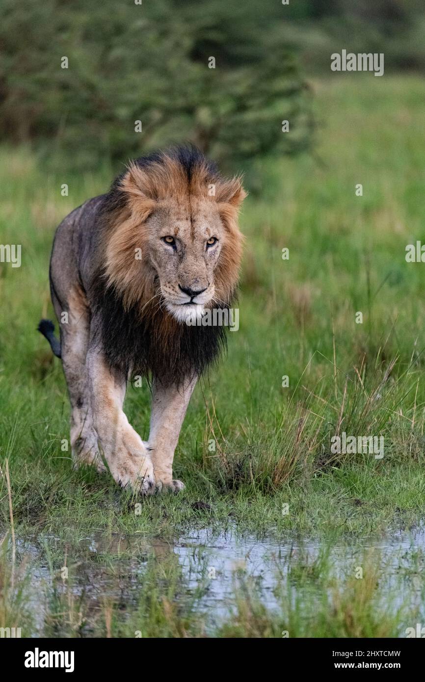 large male lion on the hunt Stock Photo