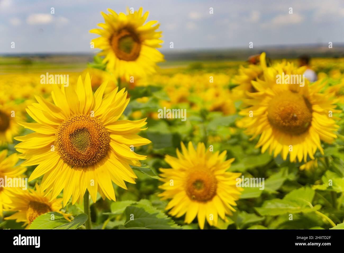 Beautiful view of sunflower fields in Kirklareli Stock Photo Alamy