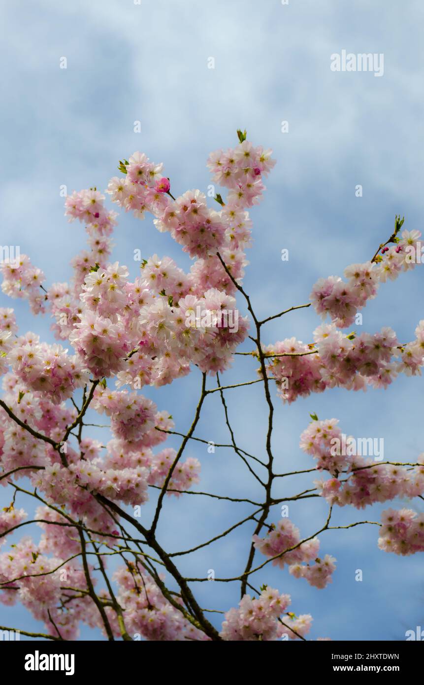 Vertical low angle shot of the blossomed Cherry tree with the sky on ...