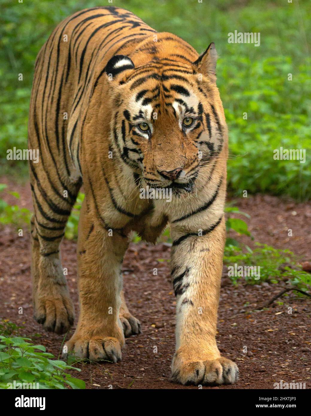 Mighty tiger in a zoo in Tadoba, India Stock Photo - Alamy