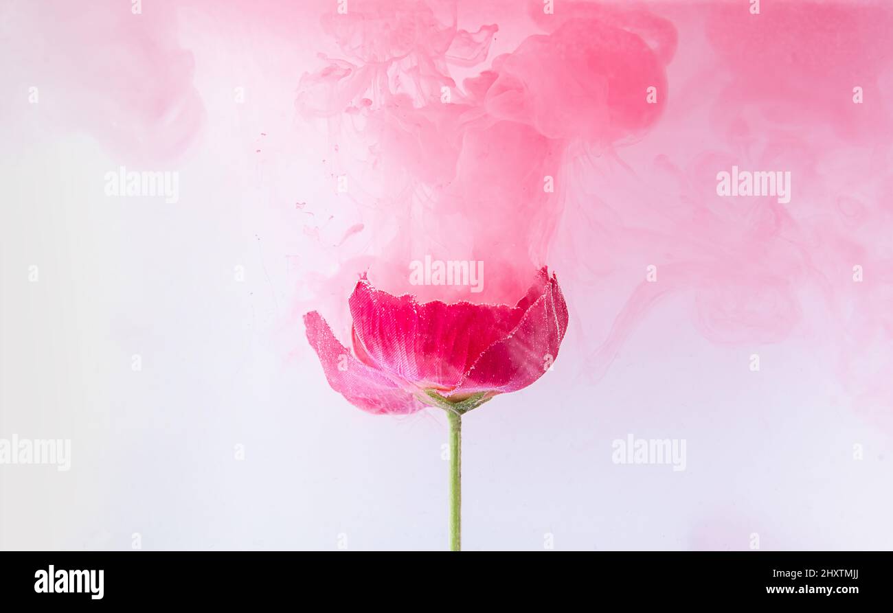 Beautiful pink poppy flowers in pink colored clouds Stock Photo