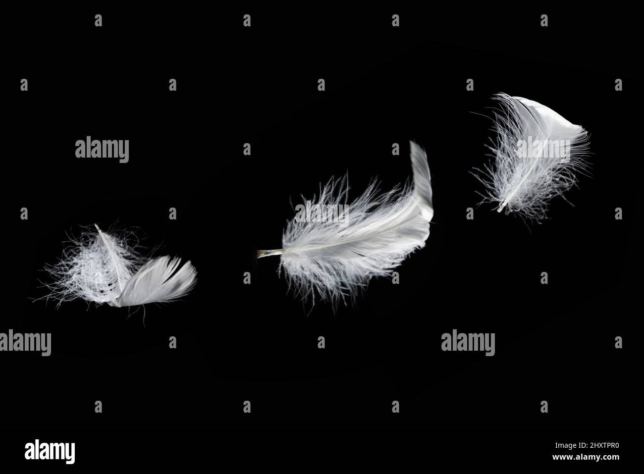 White floating feather isolated on a black background Stock Photo Alamy
