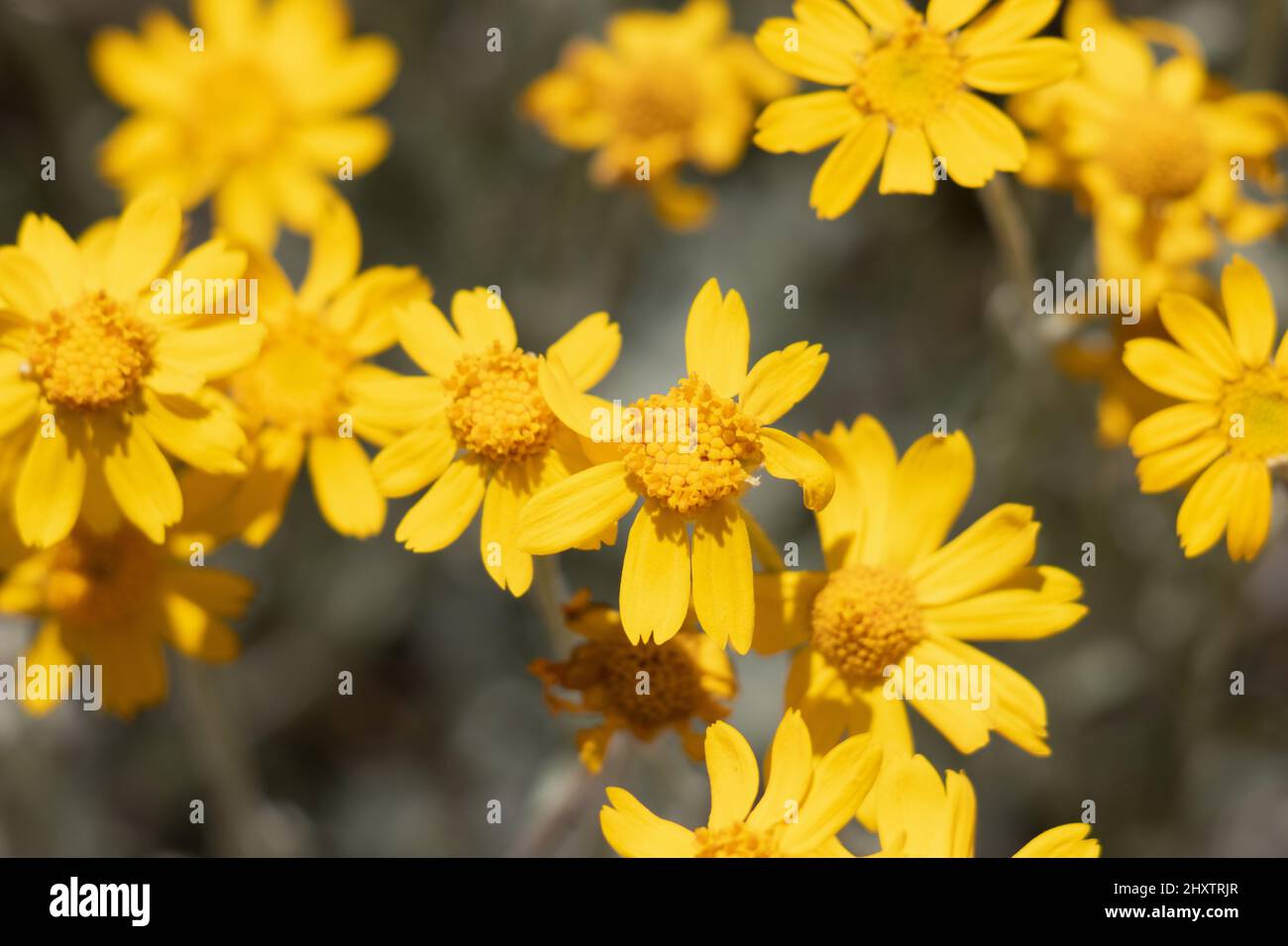 Yellow flowering racemose head inflorescences of Eriophyllum Lanatum, Asteraceae, native perennial herb in the San Bernardino Mountains, Summer. Stock Photo