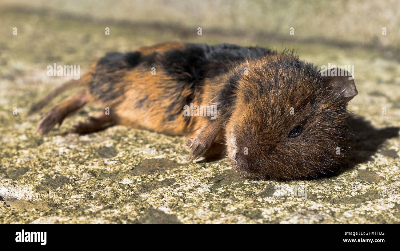 dh Microtus arvalis orcadensis VOLES ORKNEY Dead vole caught killed by cat Stock Photo