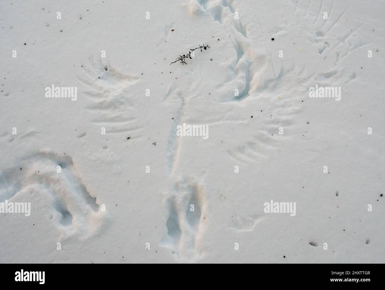 Wing prints and tracks of a bird of prey in snow Stock Photo