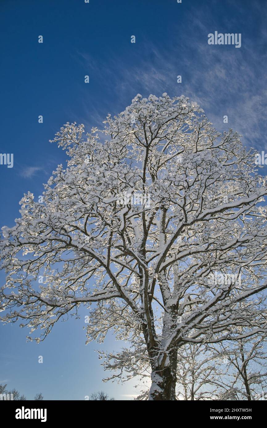 The beautiful snowy treetop on a cold winter day against a blue cloudy sky Stock Photo