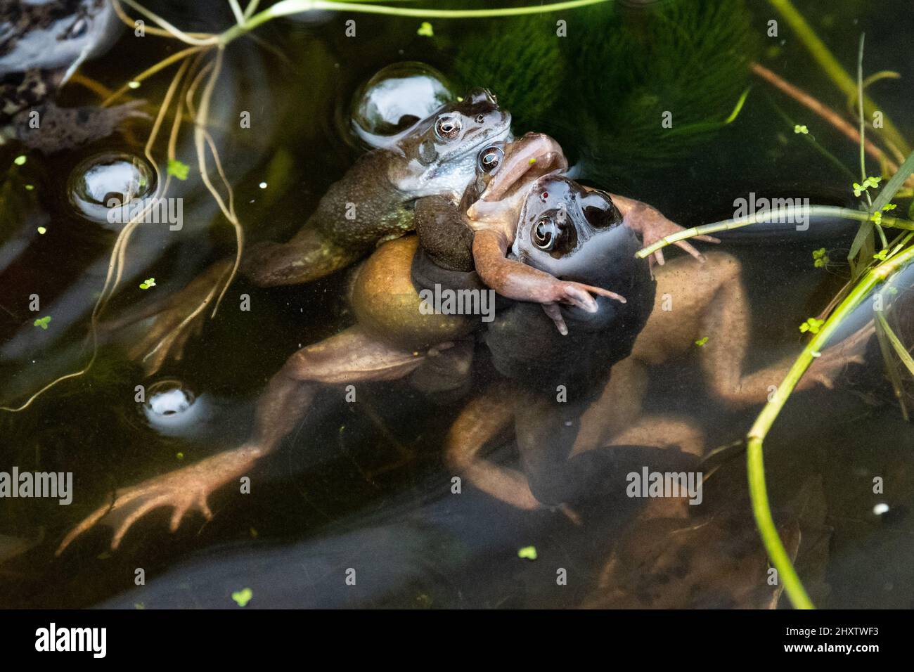 Stirling, Scotland, UK. 14th Mar, 2022. a frog mating ball in a pond in Stirling. Pictured: Several males are trying to mate with one female. Unfortunately some females (the yellow/pink coloured frog in the middle) do perish at this time of year. Credit: Kay Roxby/Alamy Live News Stock Photo