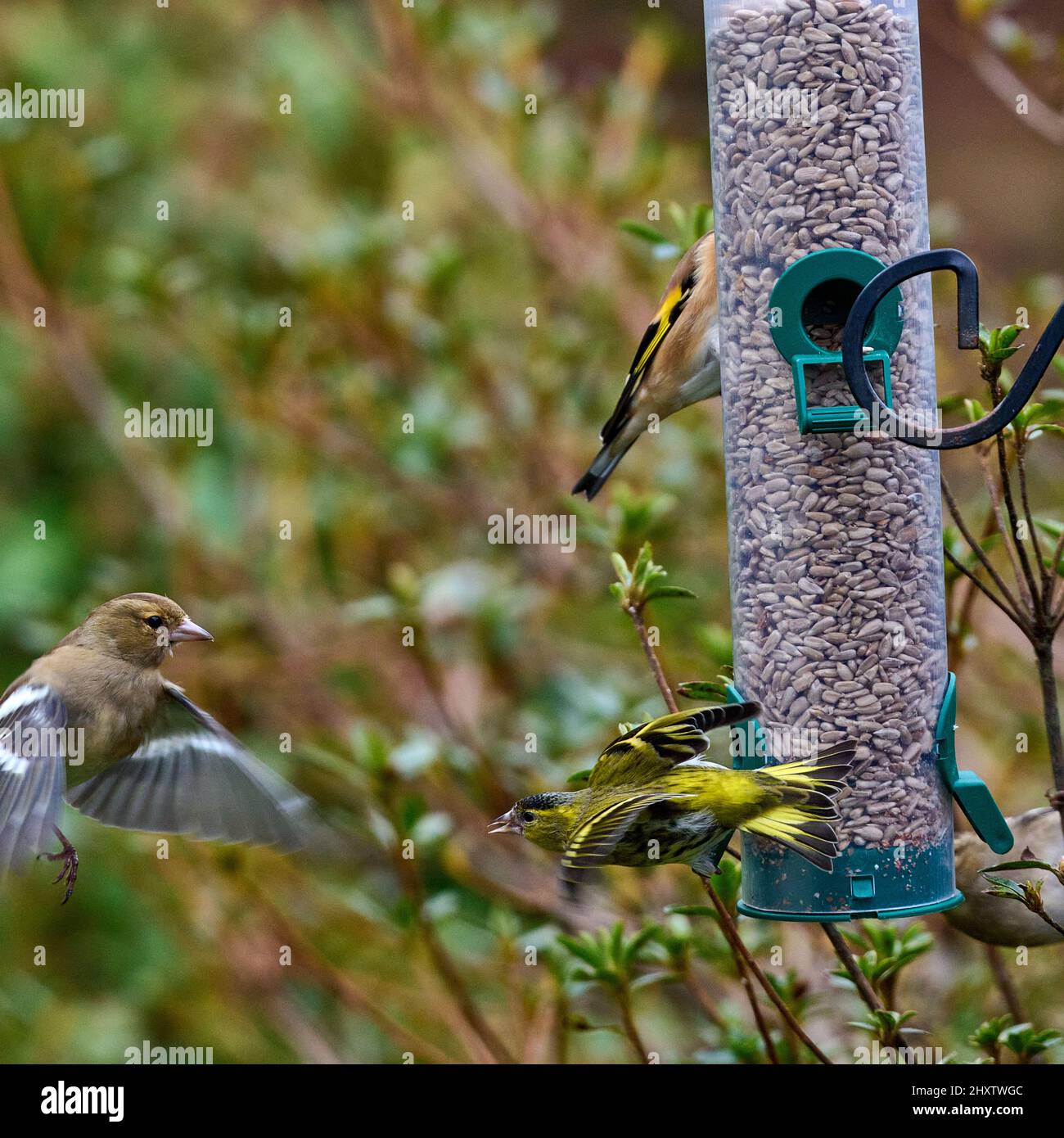 Small birds on a feeder Stock Photo