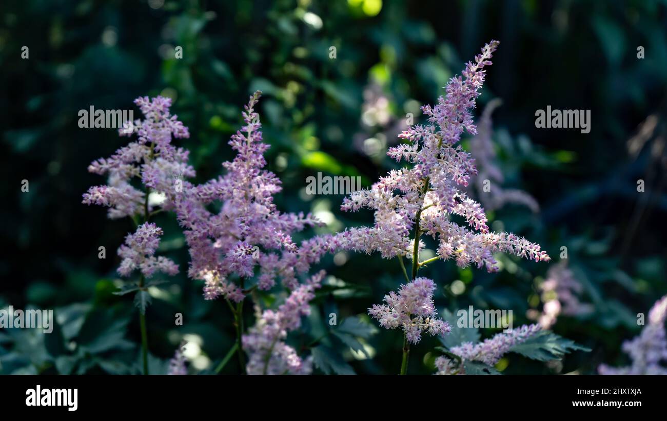 Selective focus shot of beautiful Astilbe flowers growing in the garden on a sunny day Stock Photo