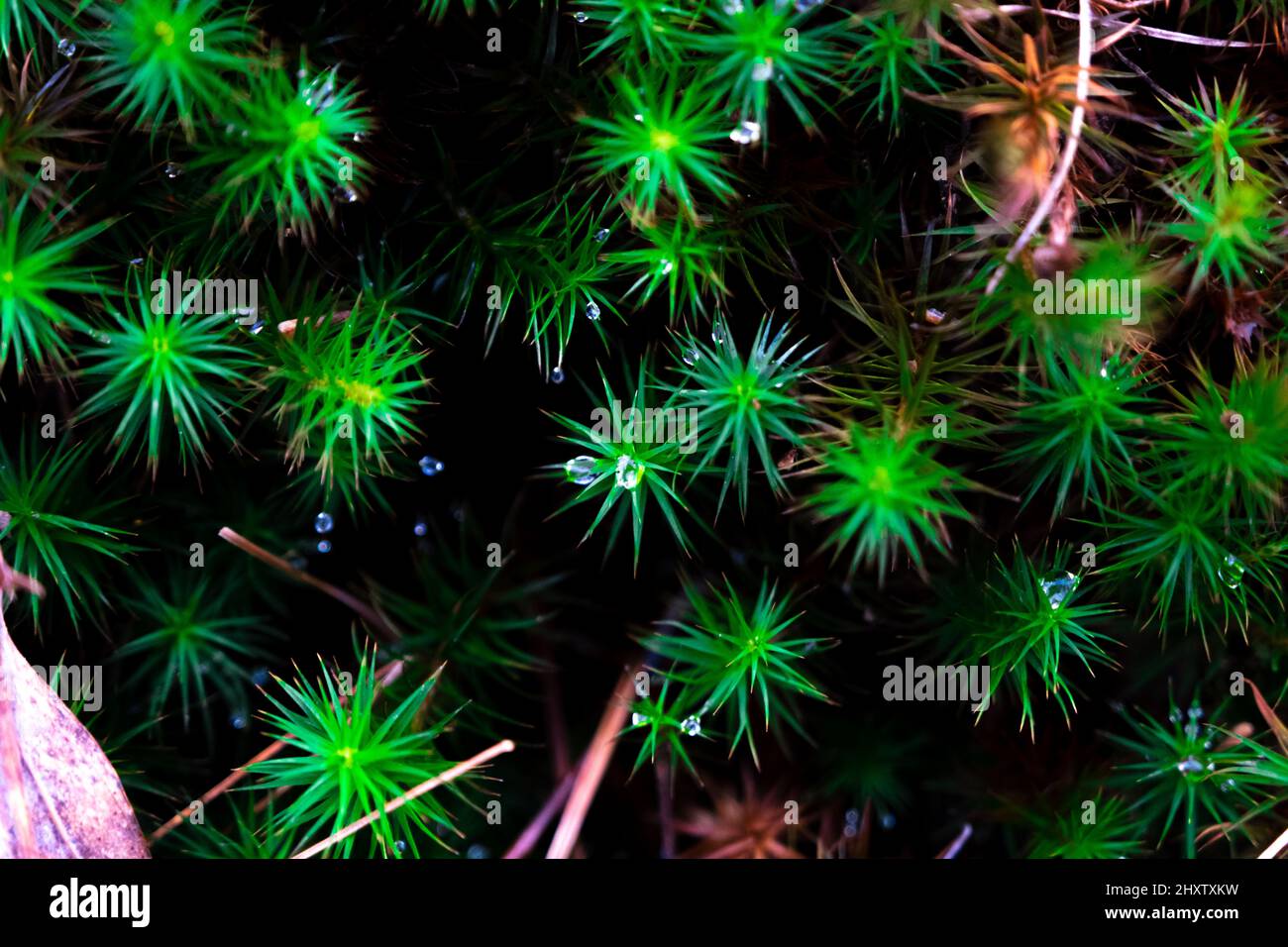 Macro shot of Dicranum moss Stock Photo
