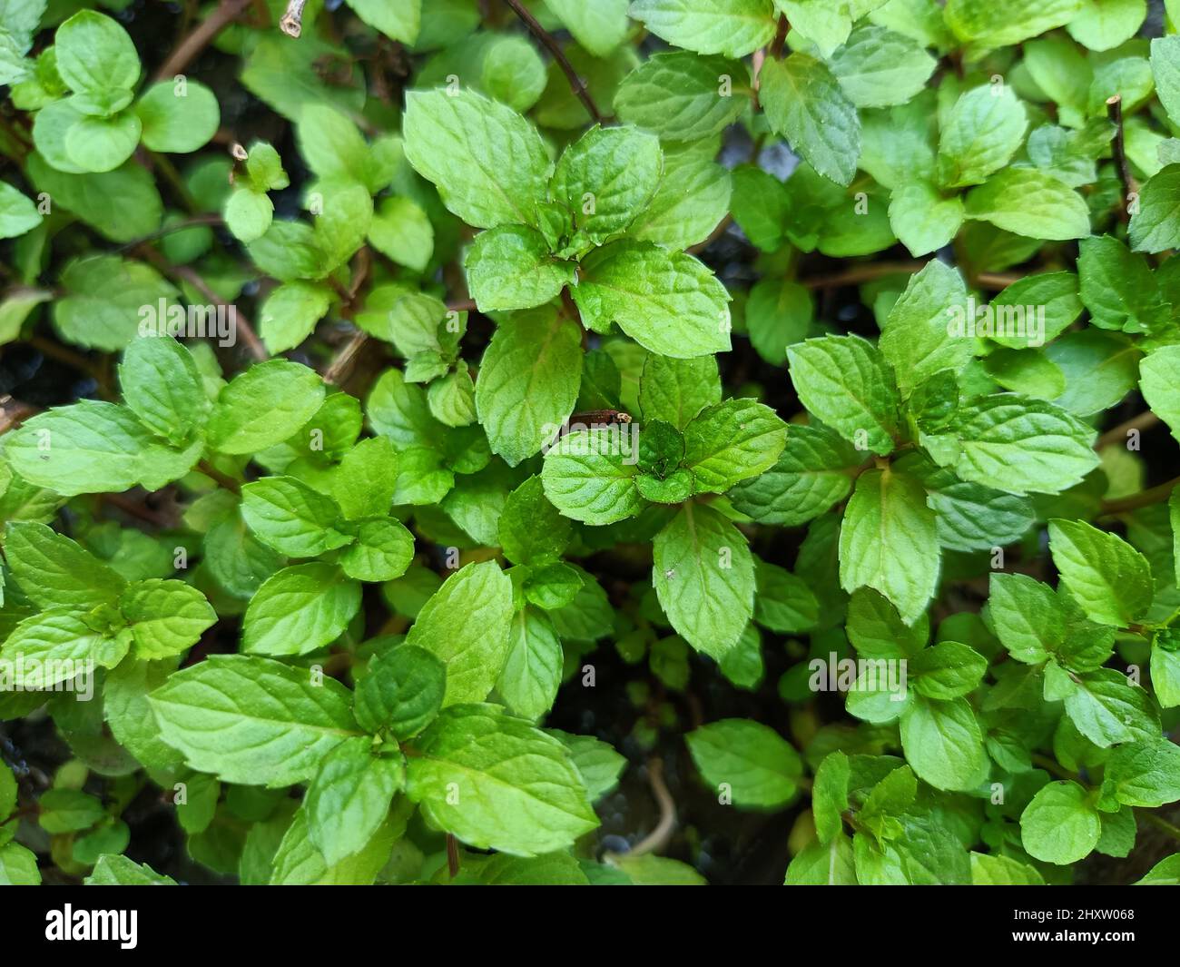 Green field of Peppermint Stock Photo - Alamy