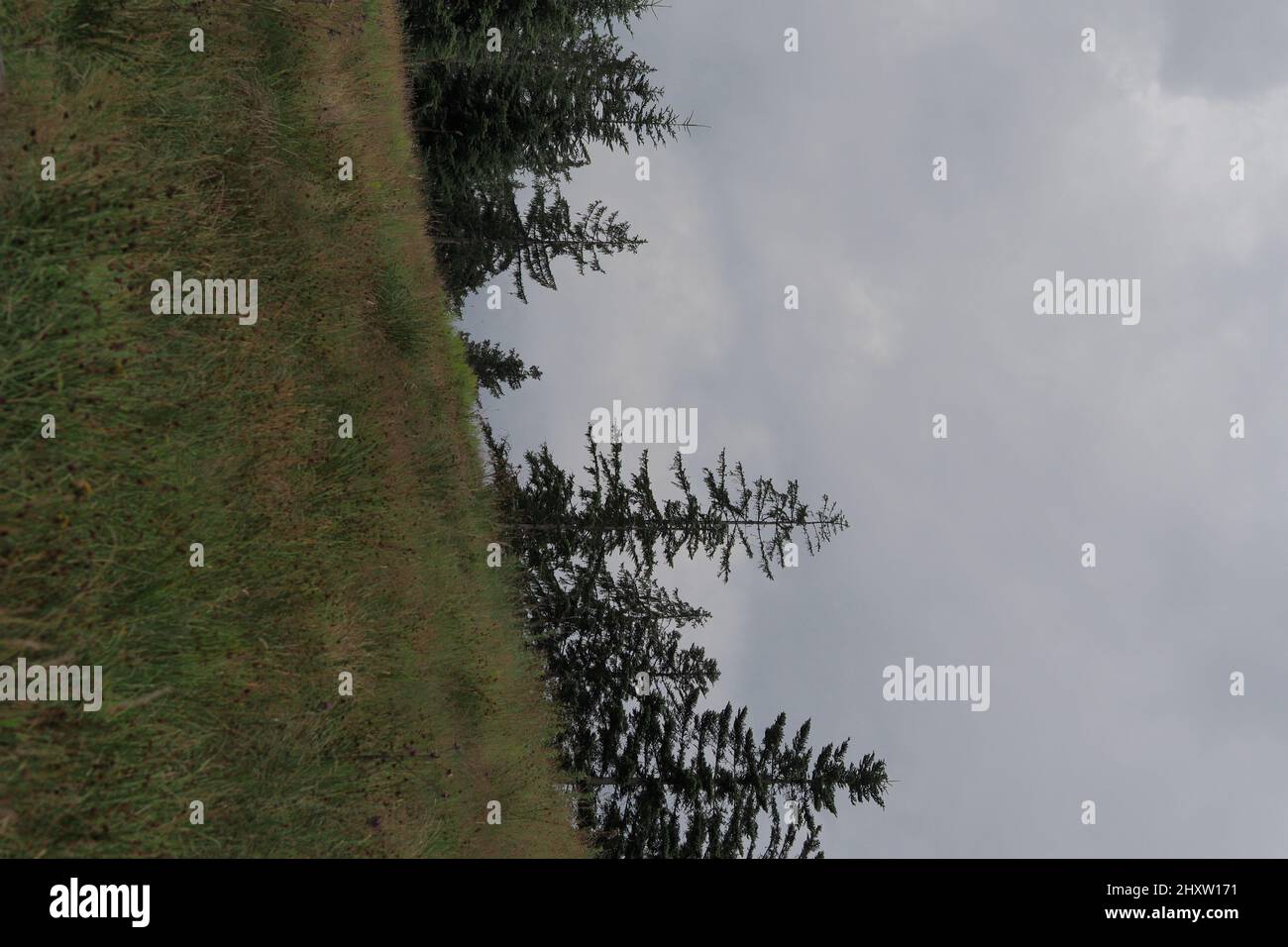 Beautiful view of a forest with large trees on a cloudy day Stock Photo ...