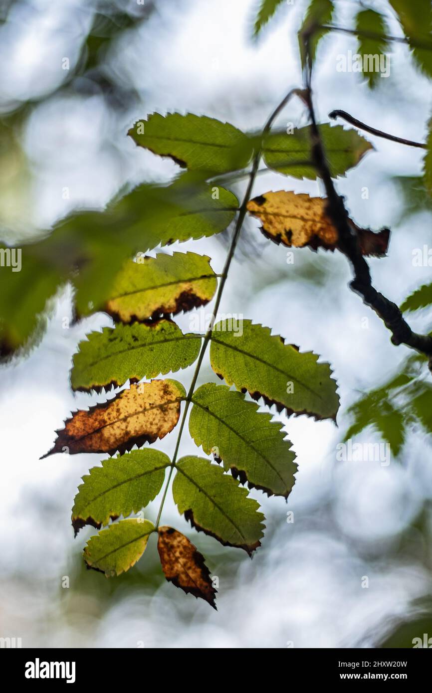 Vertical selective closeup shot hi-res stock photography and images - Alamy