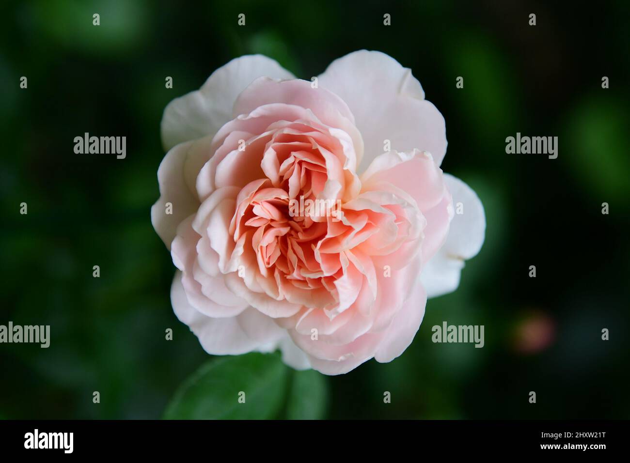 Closeup shot of a pink English rose in a garden Stock Photo - Alamy