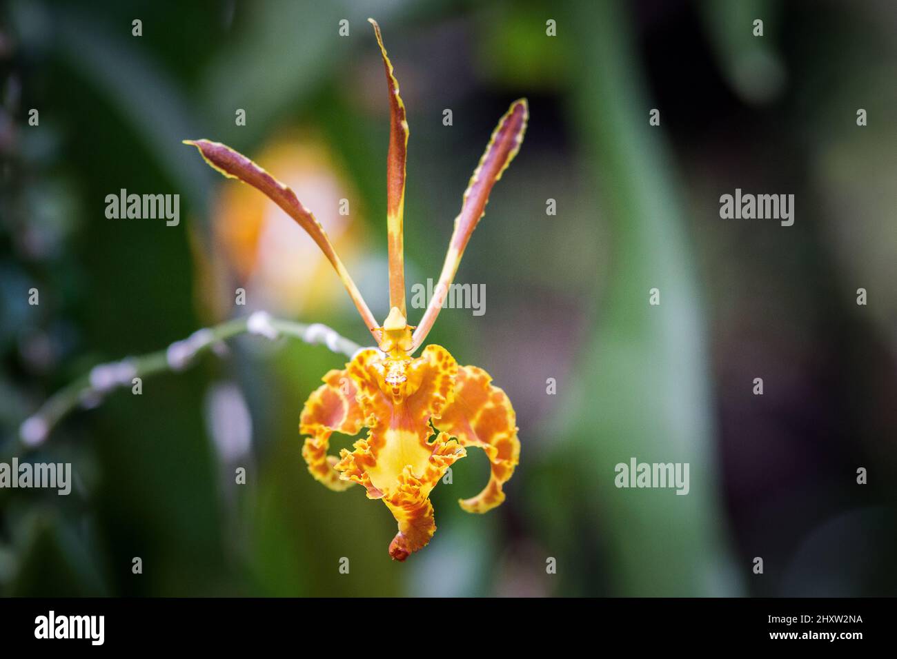 Closeup shot of orange and yellow Psychopsis Orchid flower on a blurry background Stock Photo