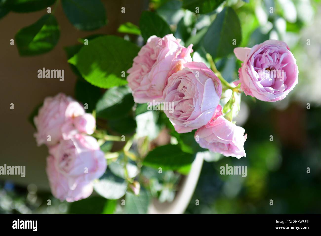 Vertical shot of pink roses in a garden with a blurry background Stock ...