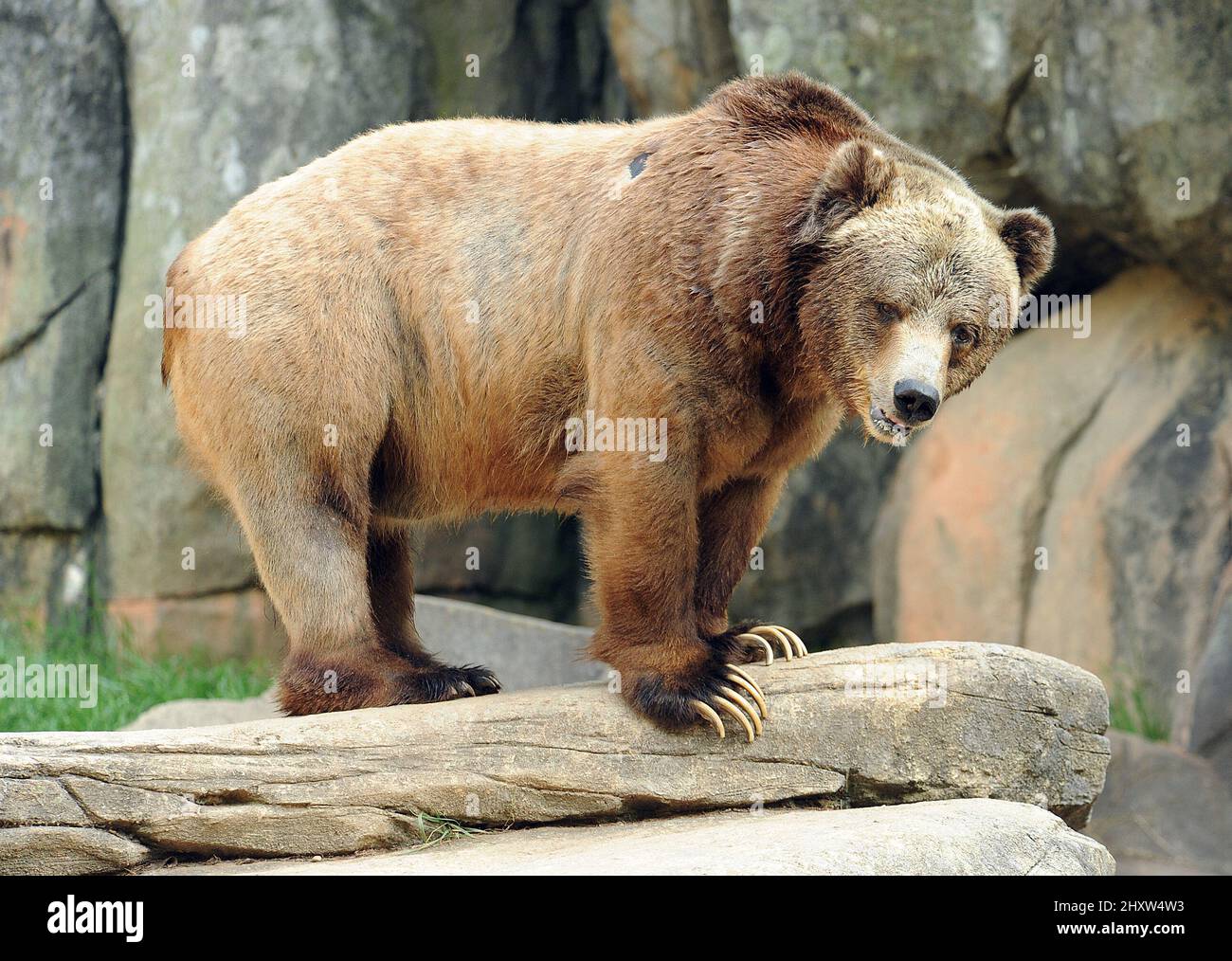 General view of Grizzly Bear at the North Carolina Zoological Park ...