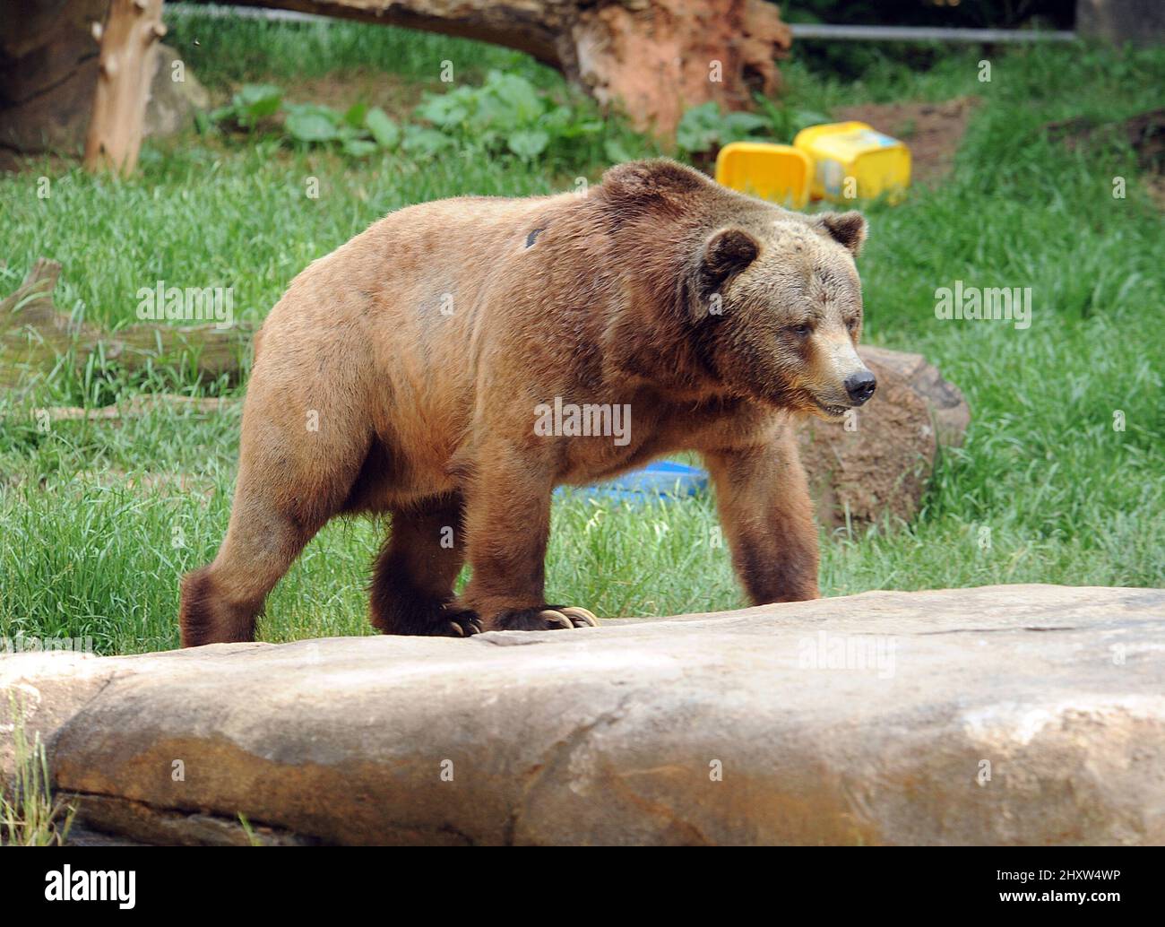 General view of Grizzly Bear at the North Carolina Zoological Park ...