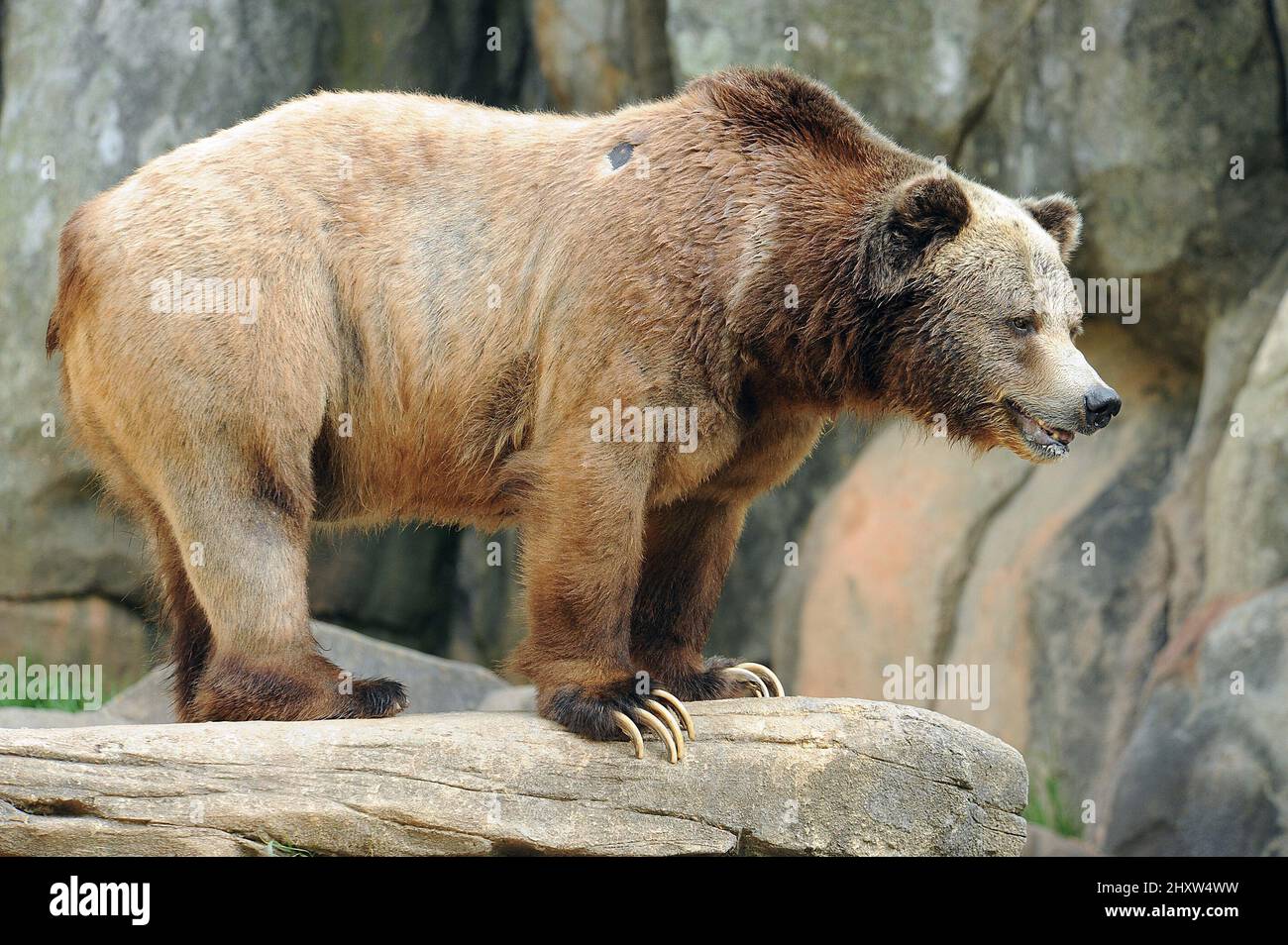 General view of Grizzly Bear at the North Carolina Zoological Park ...