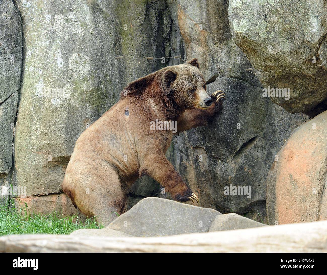 General view of Grizzly Bear at the North Carolina Zoological Park ...