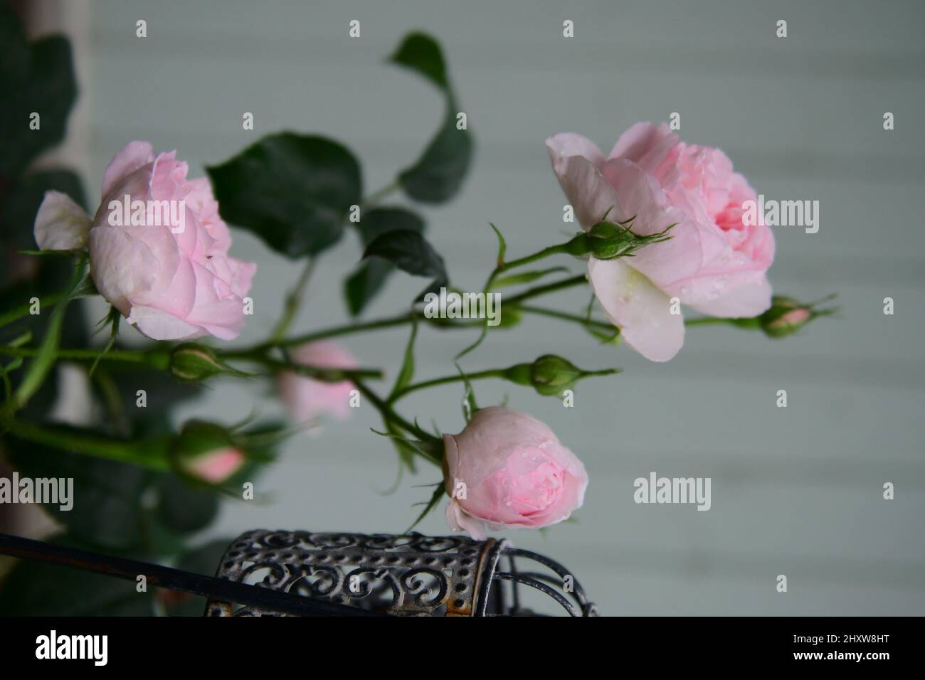 Pink Austin Roses Vertical shot of pink David Austin Roses Stock Photo - Alamy
