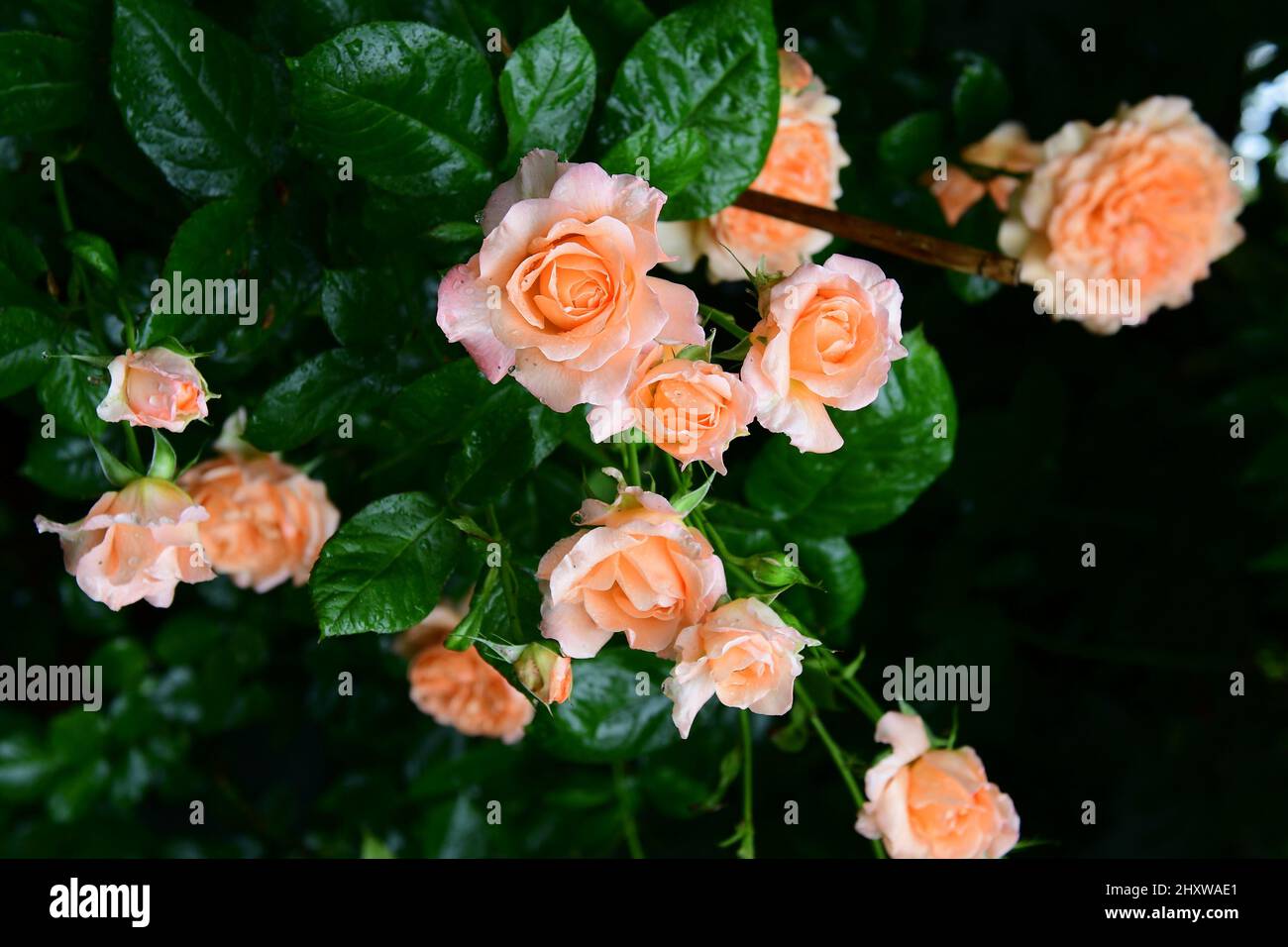 Beautiful vertical shot roses hi-res stock photography and images - Alamy
