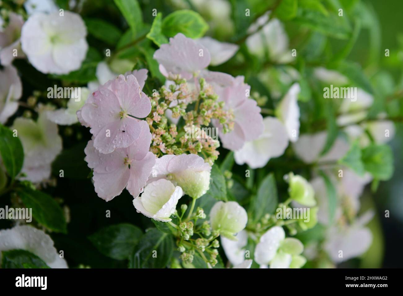 Vertical shot of hydrangea Runaway Bride flowers in the garden Stock ...