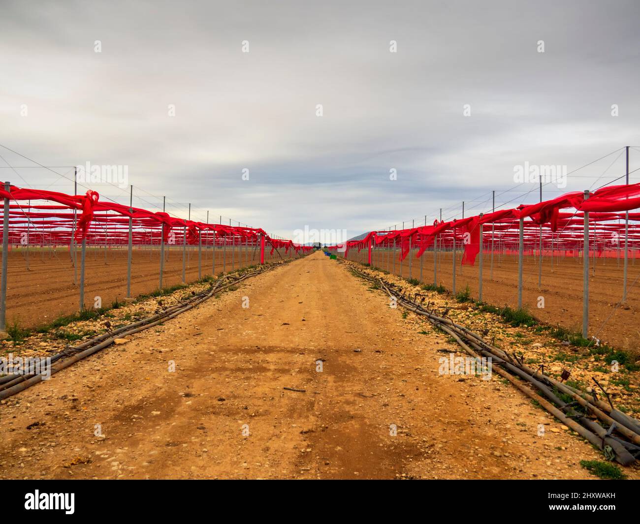 Dirt road between greenhouses in Murcia province Stock Photo