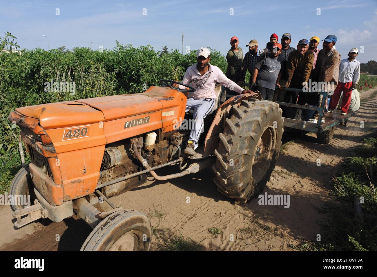 Aprilia (Latina), Italy 13/08/2010: Farm employ  Sikh Indian laborers native of Punjab to pick tomatoes and eggplants ©Andrea Sabbadini Stock Photo