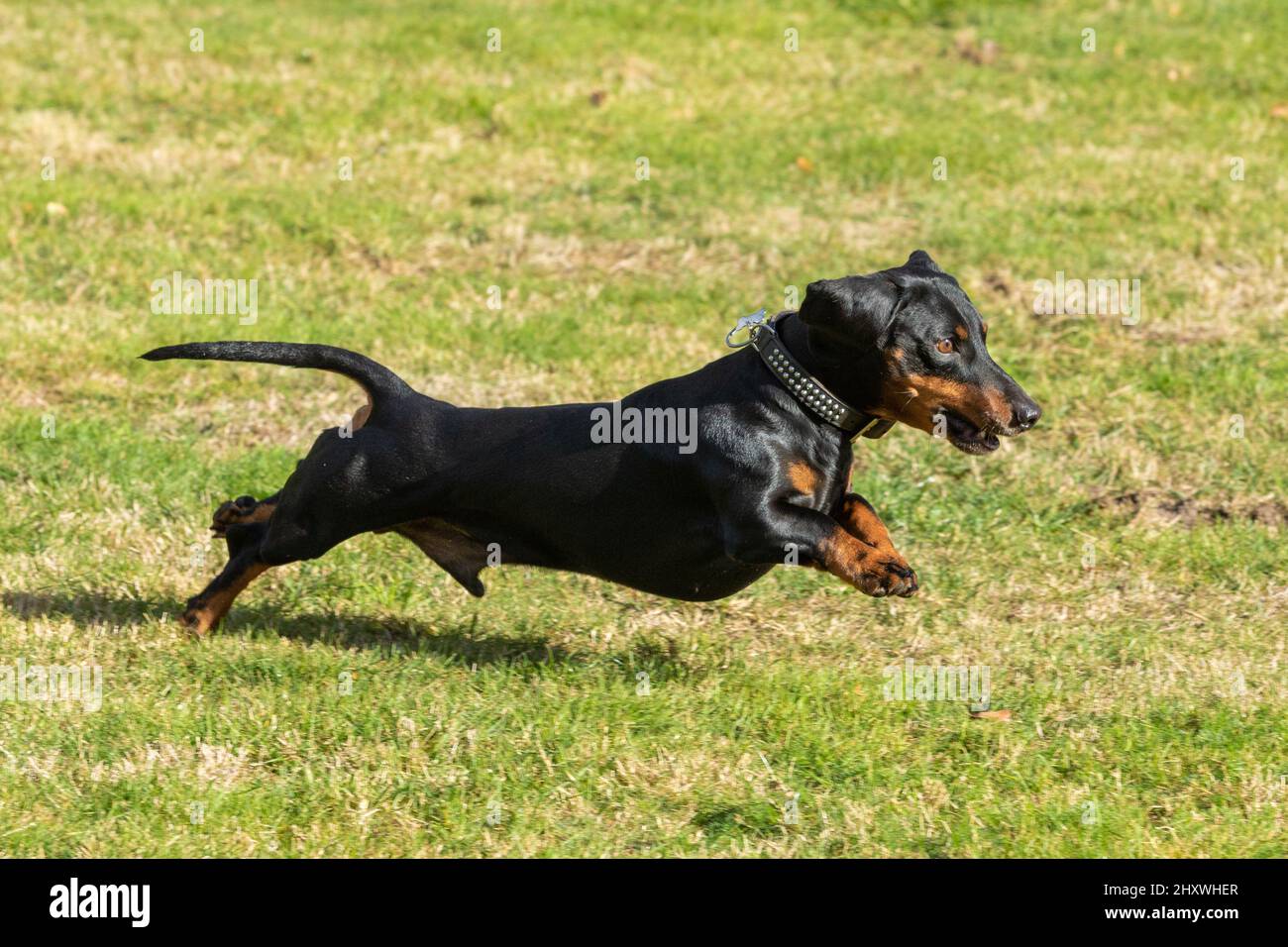 Dachshund running and jumping on the lawn Stock Photo Alamy