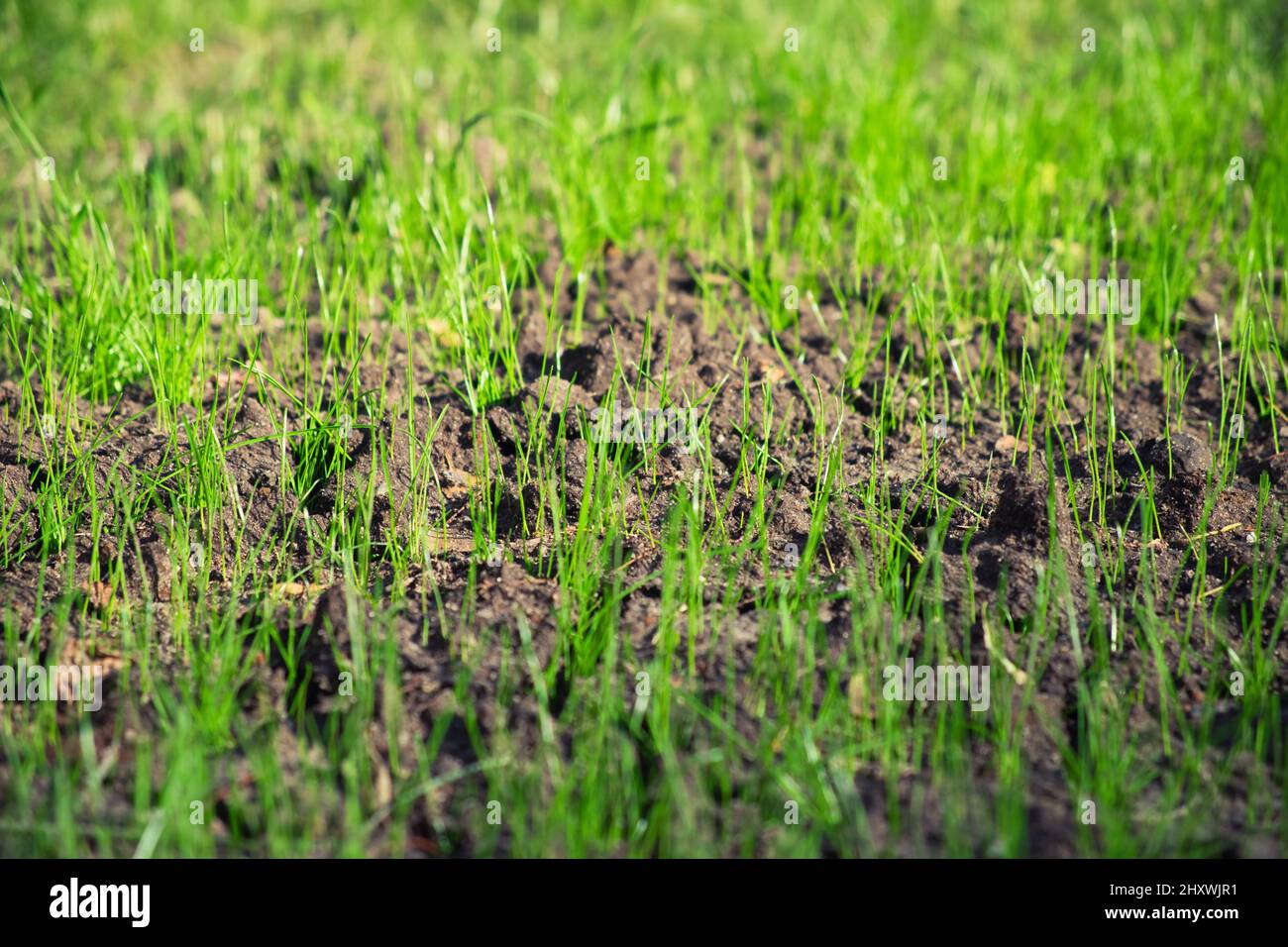 Green lawn sprouts from the ground. Young fresh grass. Stock Photo
