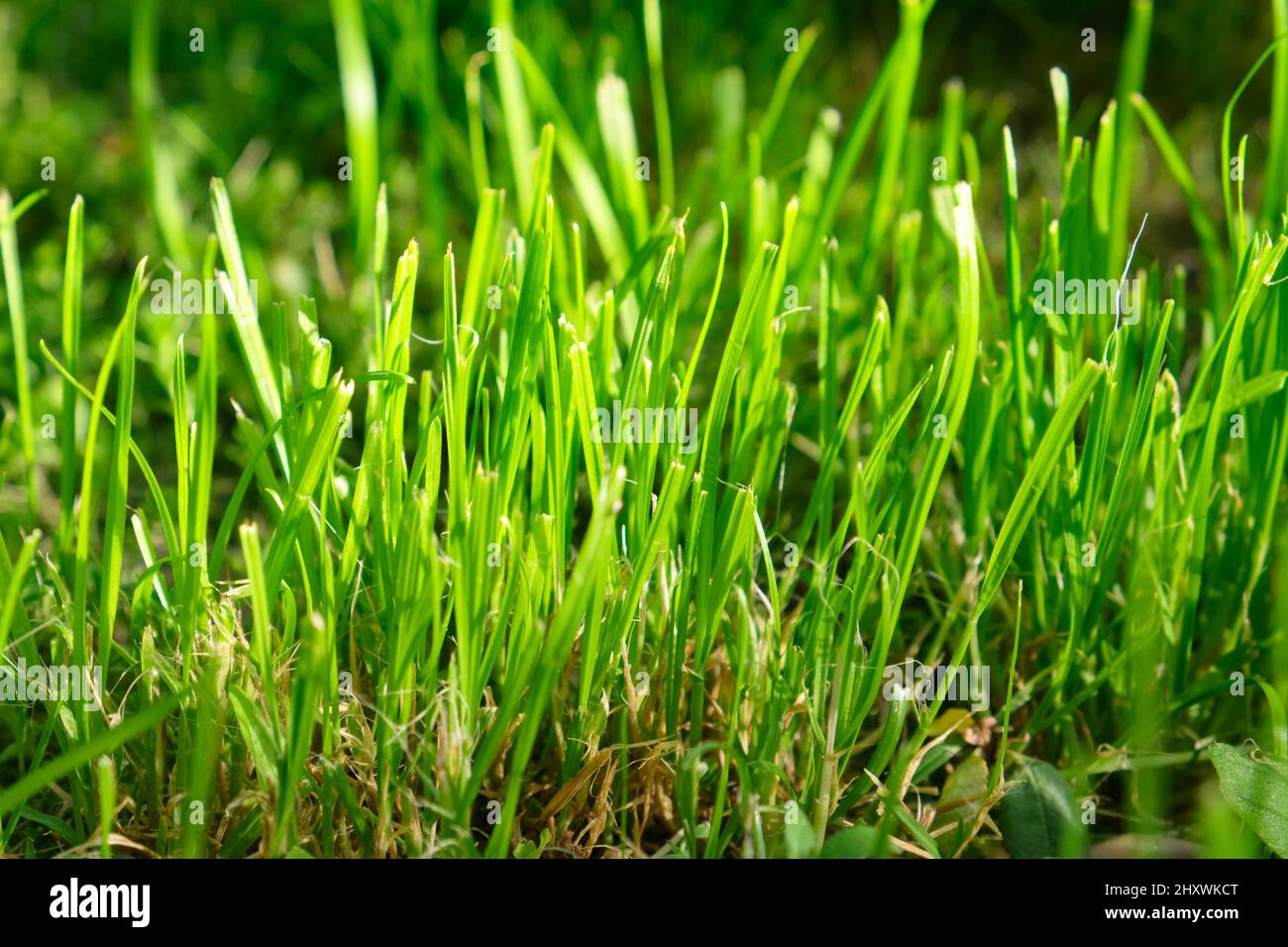 Natural background of fresh green luscious grass Stock Photo - Alamy