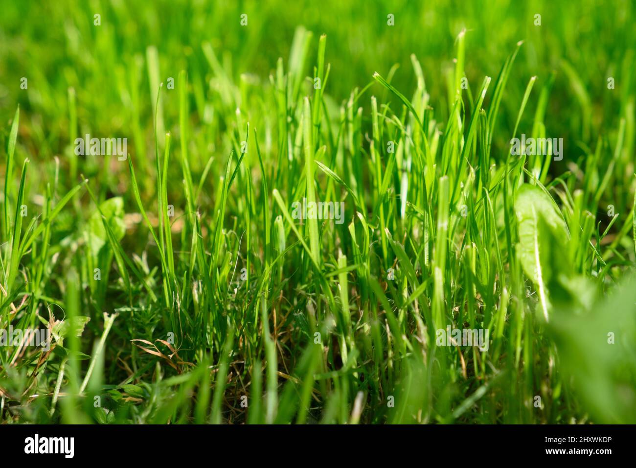 Natural background of fresh green luscious grass Stock Photo - Alamy