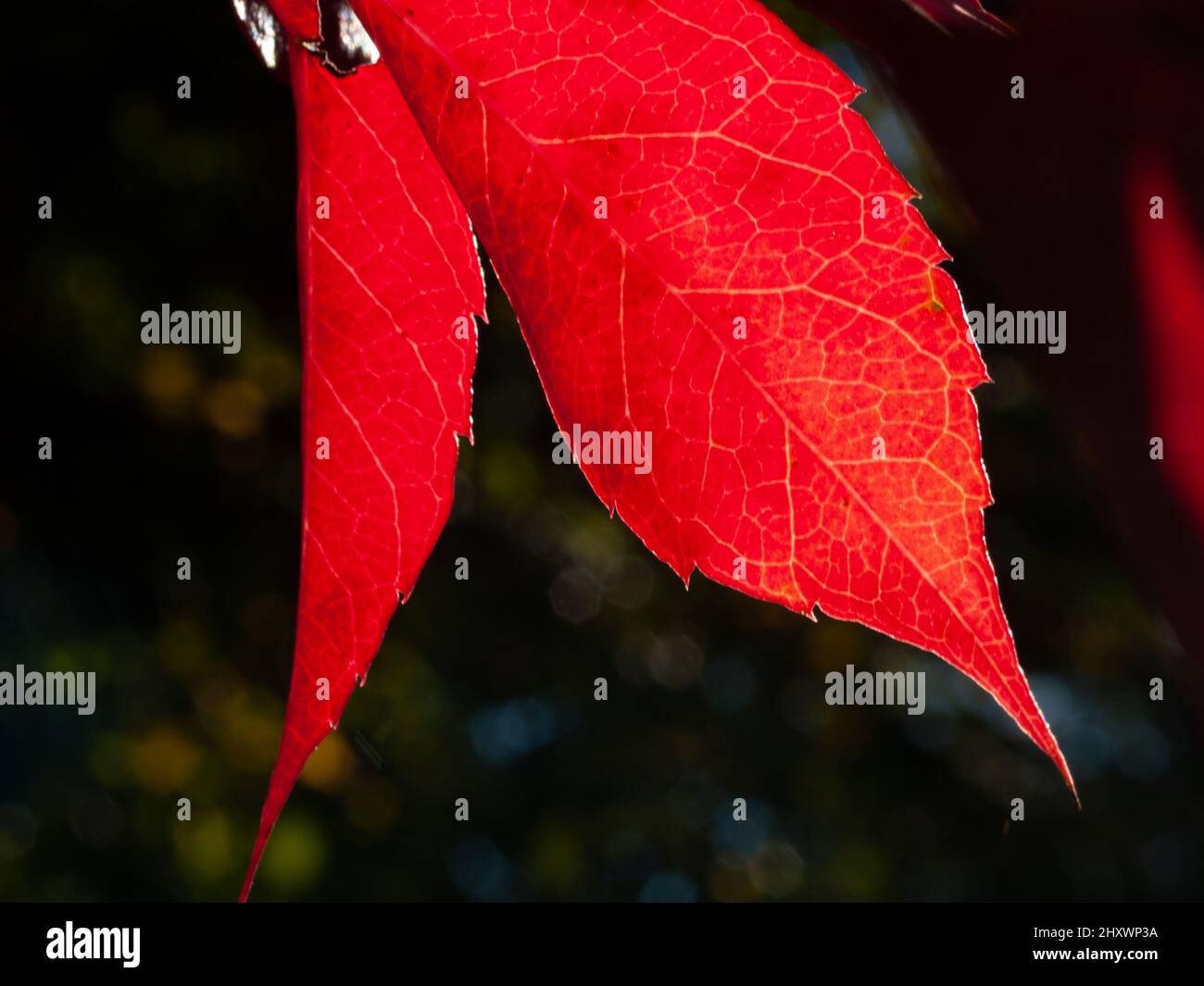 Red leaves trees frame hi-res stock photography and images - Alamy
