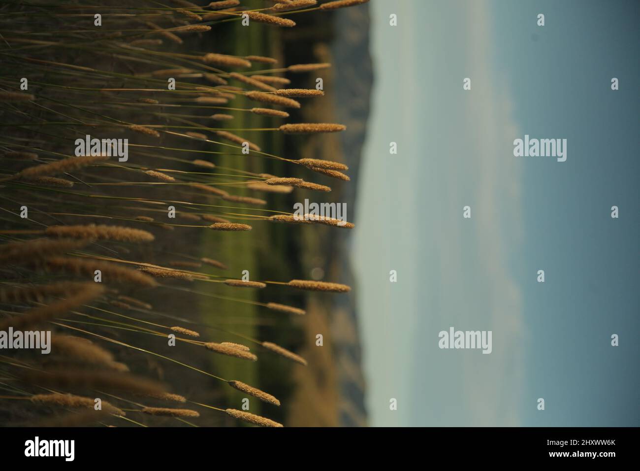 Landscape Field Reeds Vertical shot of a landscape with a field of reeds Stock Photo - Alamy