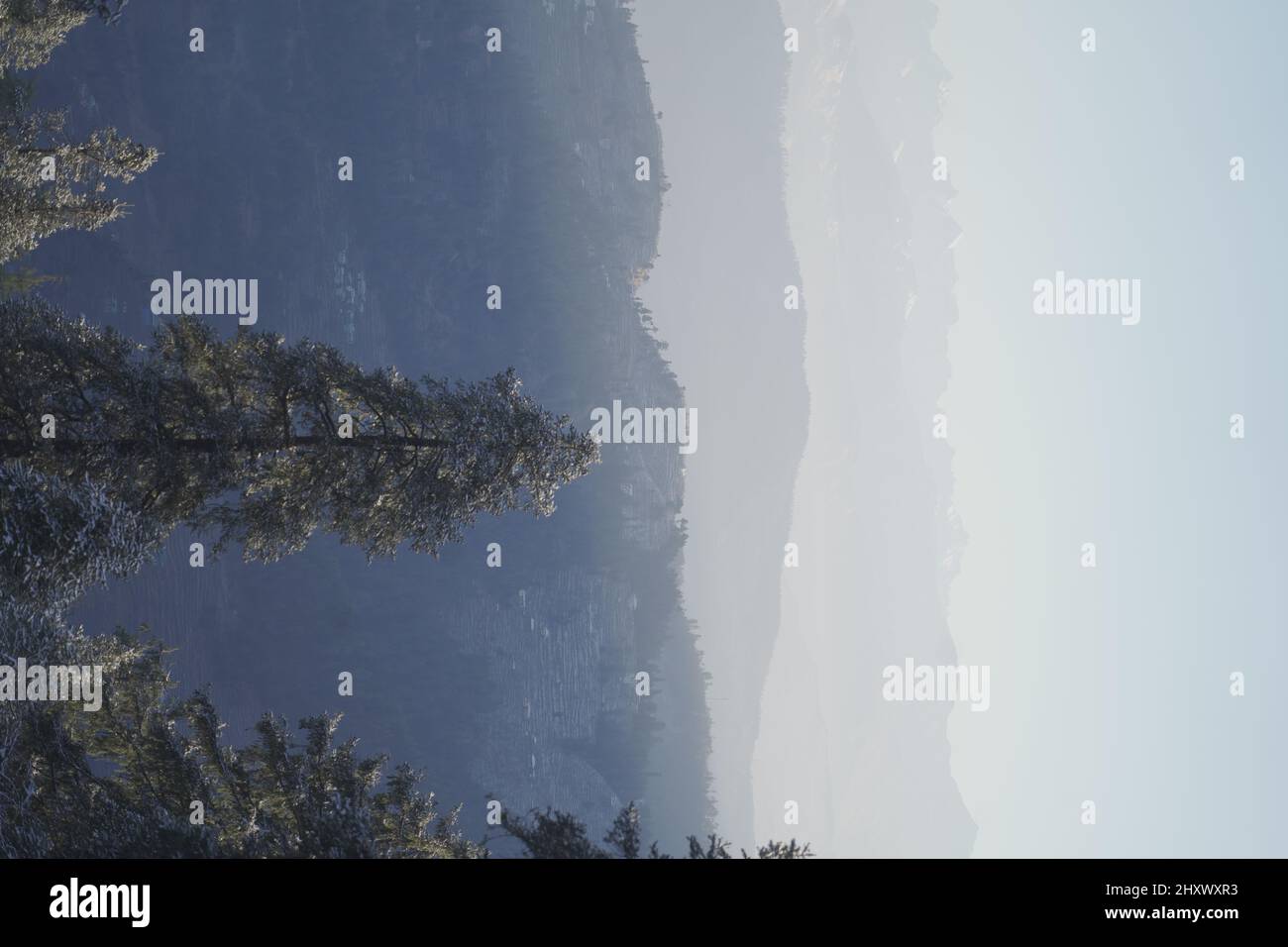 Beautiful shot pine forest hi-res stock photography and images - Alamy
