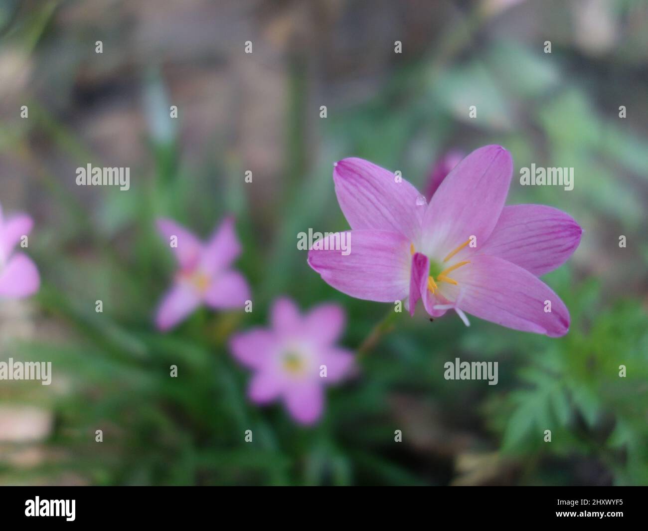 Close-up shot of a zephyranthes minuta flowering plant in the garden with blurred background Stock Photo