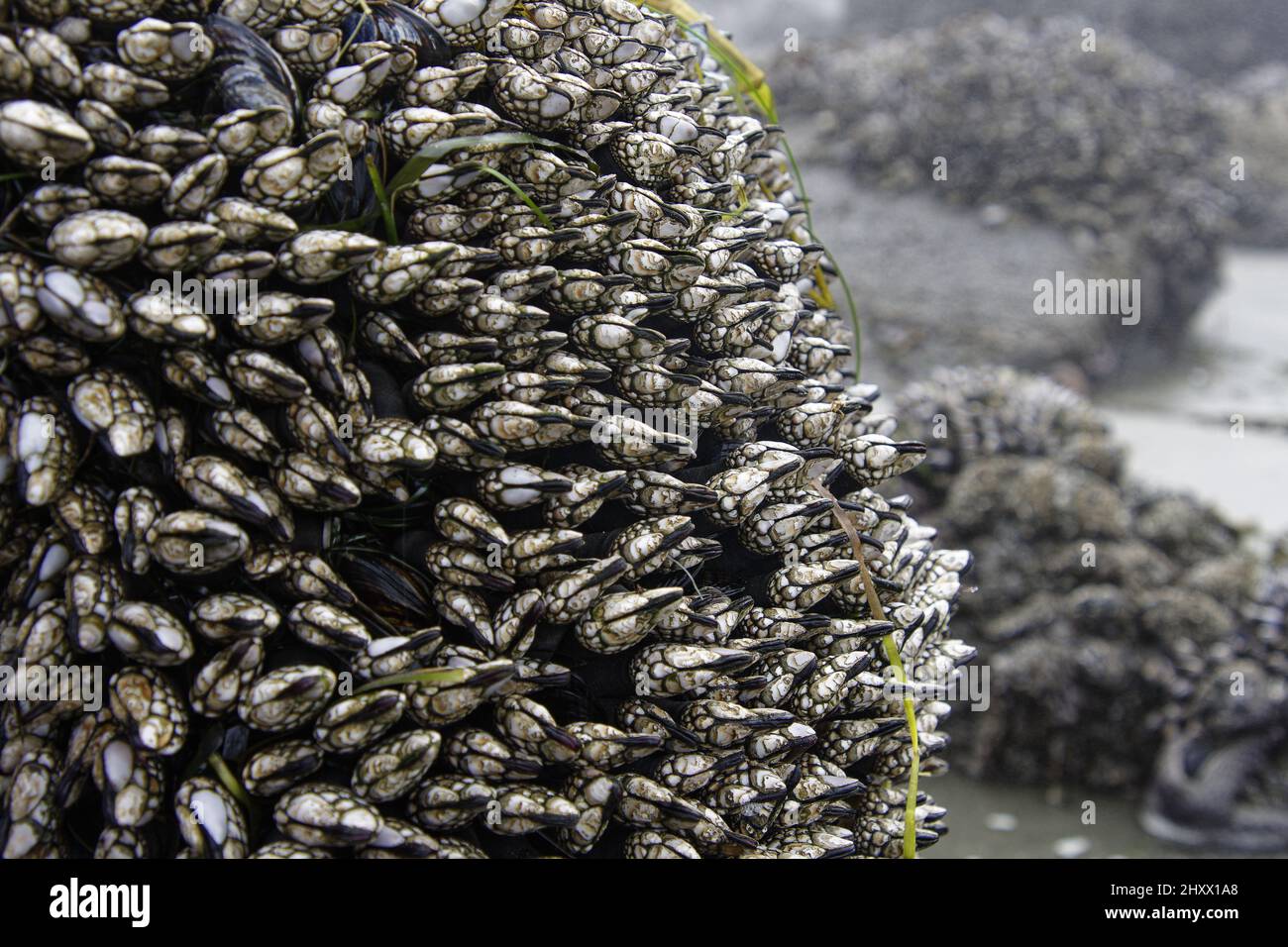 Close up shot of Gooseneck barnacles. Stock Photo